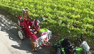 ربات جمع‌آوری سیب