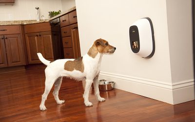 pets-and-IoT